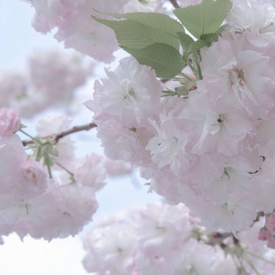 Furry兽圈经典作品解读兽圈社群